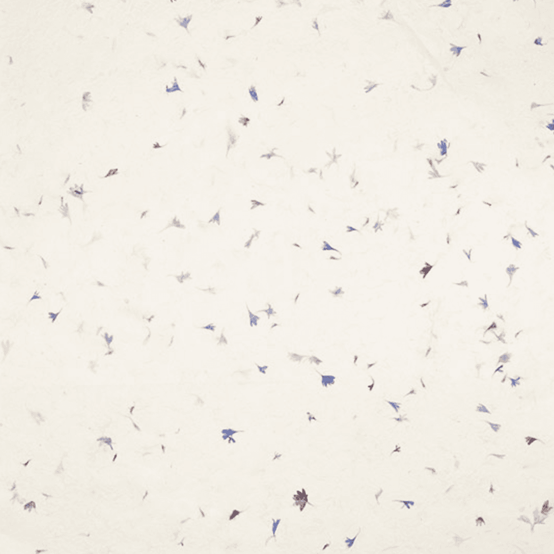 Natural Flower & Seed Paper - Image 7