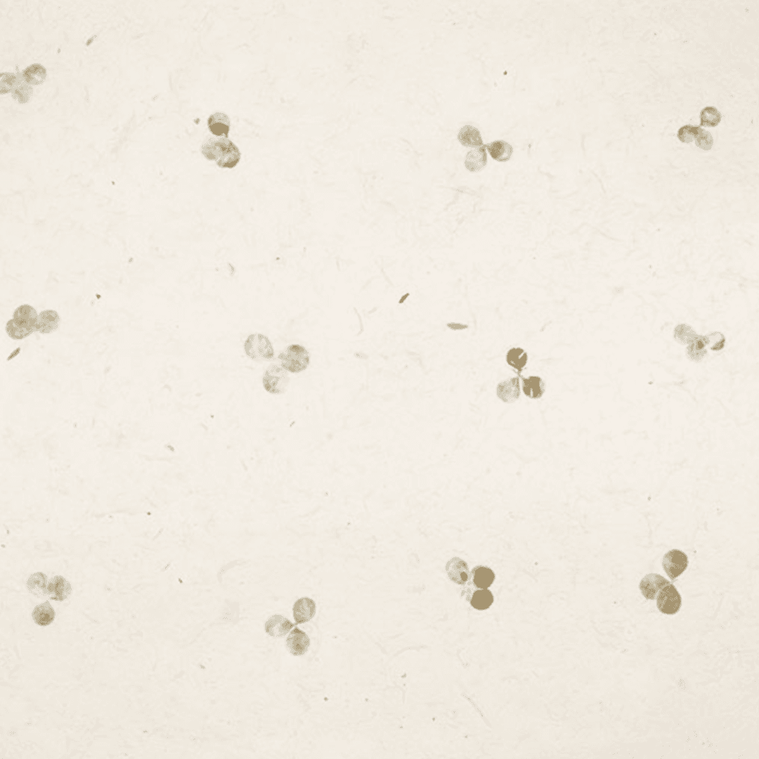 Natural Flower & Seed Paper - Image 5