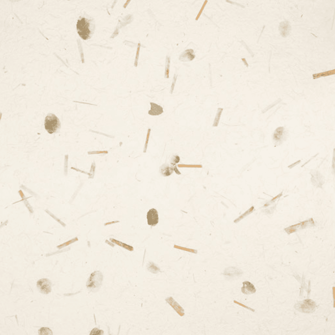 Natural Flower & Seed Paper - Image 6